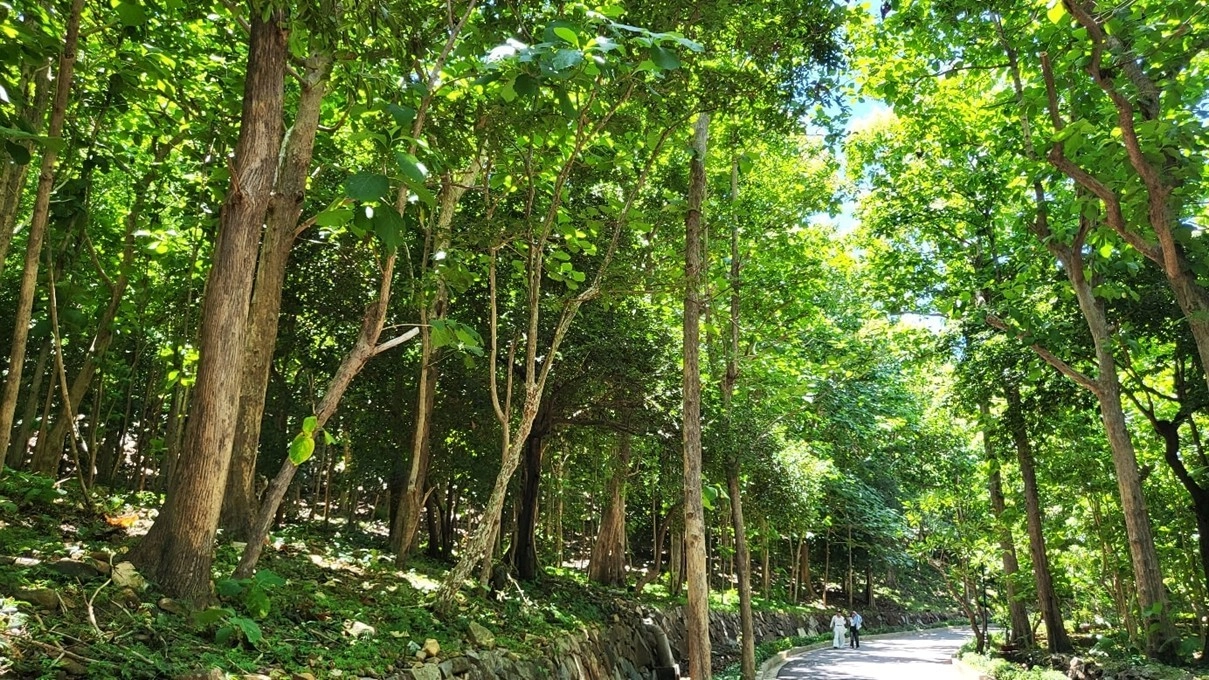 Hàng cây giá tỵ xanh mát dẫn lên khu du tích