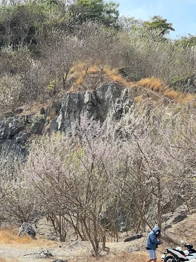 Đồi Con Heo mùa hè