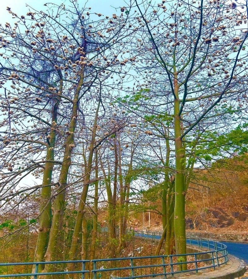 Ảnh: Điểm check in cây bông gòn nở trên đường đi lên Ngon hải Đăng