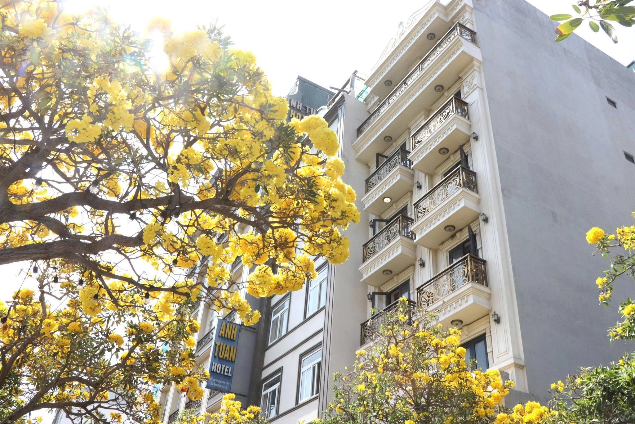 PHƯỜNG VŨNG TÀU: HOA CHUÔNG VÀNG NỞ RỘ THU HÚT DU KHÁCH